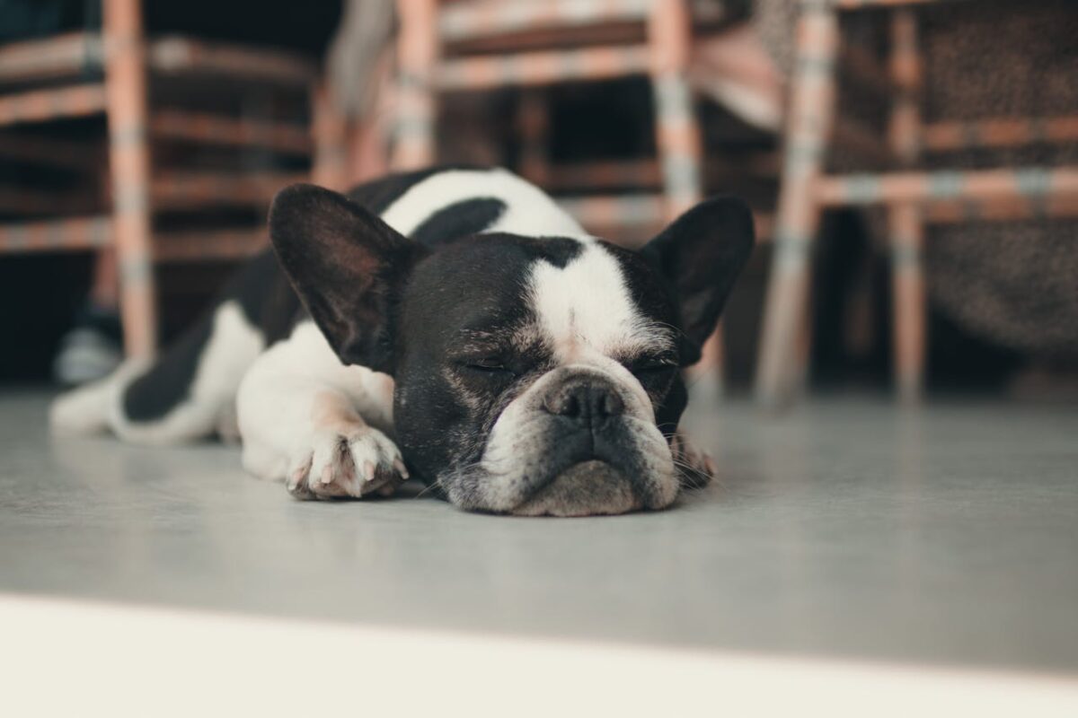 Adorable French Bulldog sleeping inside on a smooth floor.
