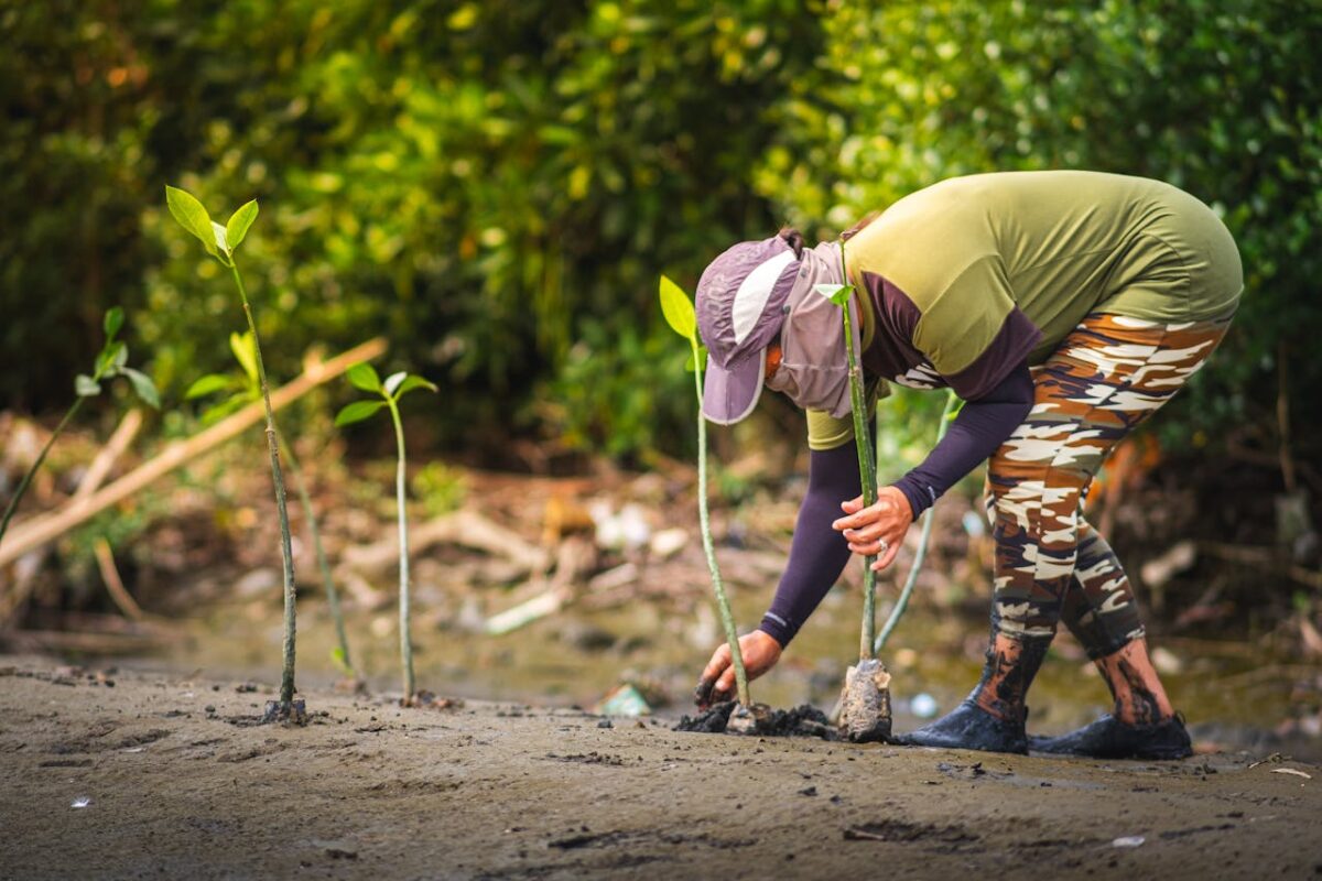 A woman carefully plants young mangrove saplings in a muddy area to aid reforestation efforts.